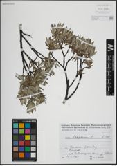 Foto von Salix lapponum L.
